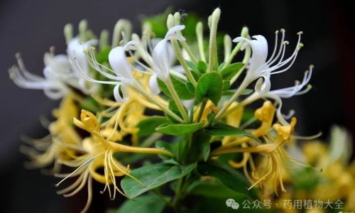 白花蛇舌草功效与作用及食用方法-白花蛇舌草的药用功效网白花蛇舌草的药用功效与作用知识网站,分享白花蛇舌草药用功效有哪些大全