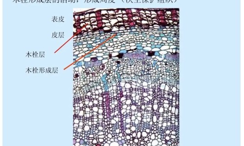 白花蛇舌草的药用功效网白花蛇舌草的药用功效与作用知识网站,分享白花蛇舌草药用功效有哪些大全